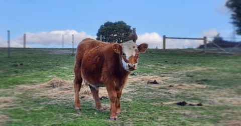 Lockleigh Park - eAccommodation 18