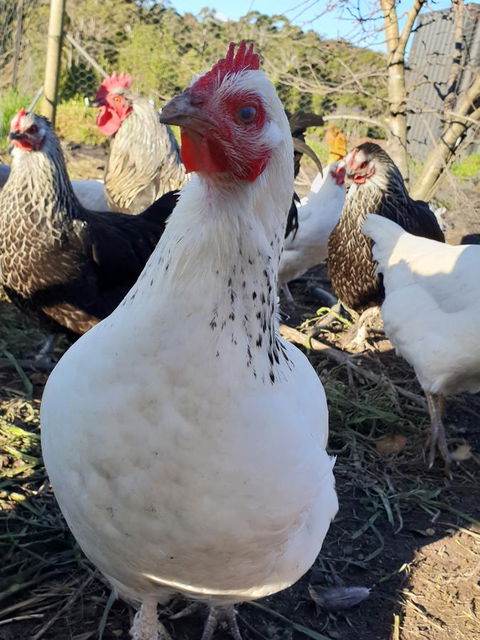 Lockleigh Park - eAccommodation 26