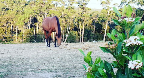 Lockleigh Park - eAccommodation 20