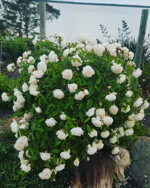 AppleBay Guest House - eAccommodation 29