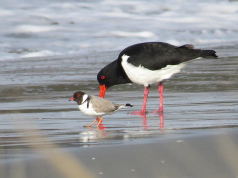 Captain Cook Holiday Park - eAccommodation 17