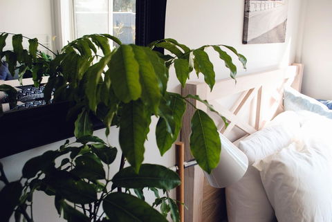 Bed Of Roses - eAccommodation 24