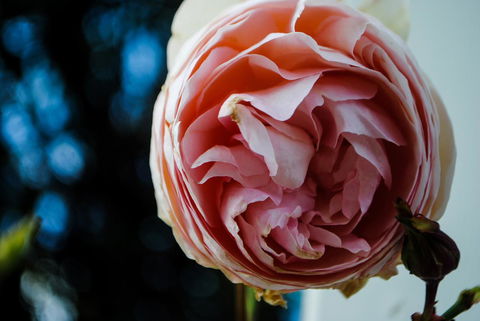 Bed Of Roses - eAccommodation 36