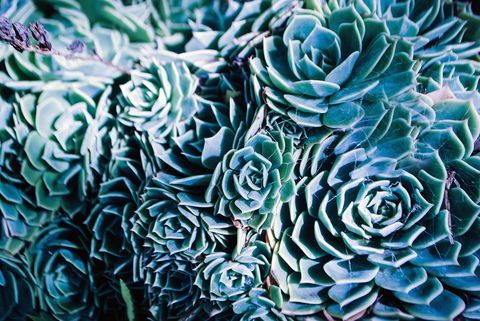 Bed Of Roses - eAccommodation 32