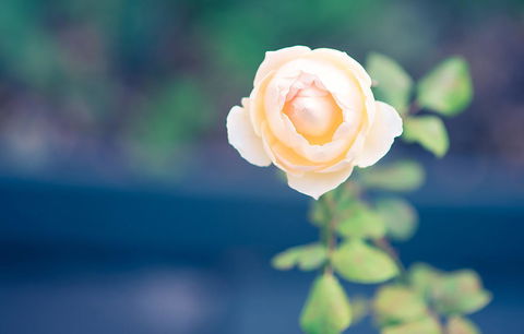 Bed Of Roses - eAccommodation 14