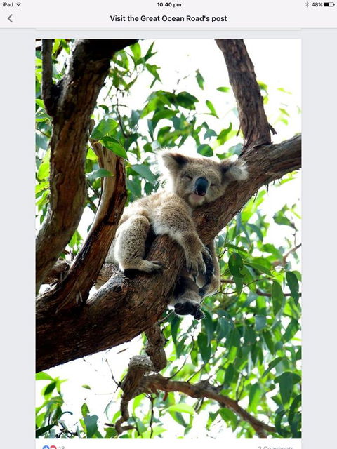 Austral Place 88 Via Merri River - eAccommodation 24