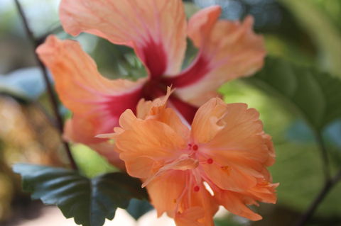 Amaroo On Mandalay, Magnetic Island - eAccommodation 34