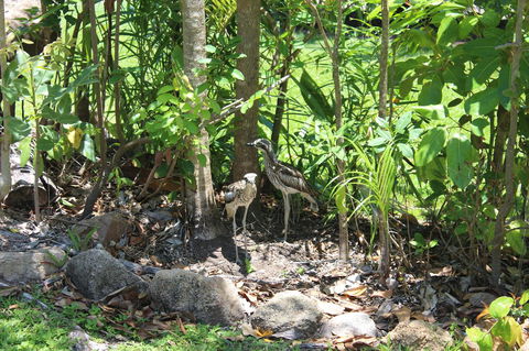 Amaroo On Mandalay, Magnetic Island - eAccommodation 40