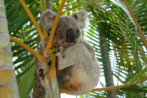 Amaroo On Mandalay, Magnetic Island - eAccommodation 44