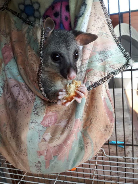 Airlie Beach Eco Cabins - Adults Only - eAccommodation 27