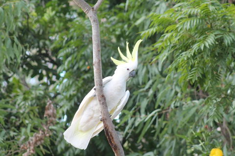 Airlie Beach Eco Cabins - Adults Only - eAccommodation 4
