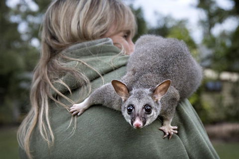 Airlie Beach Eco Cabins - Adults Only - eAccommodation 3