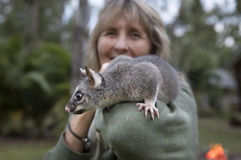 Airlie Beach Eco Cabins - Adults Only - eAccommodation 11