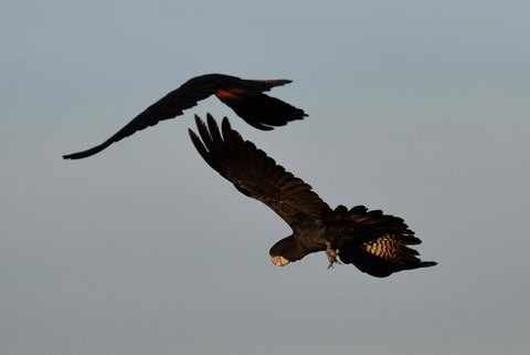 Ironbark House - eAccommodation 2
