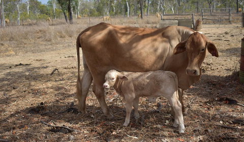 Ironbark House - eAccommodation 27