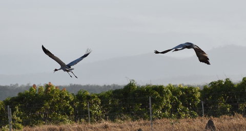 Ironbark House - eAccommodation 35