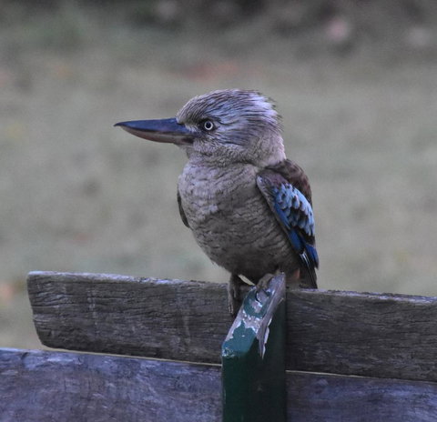 Ironbark House - eAccommodation 4