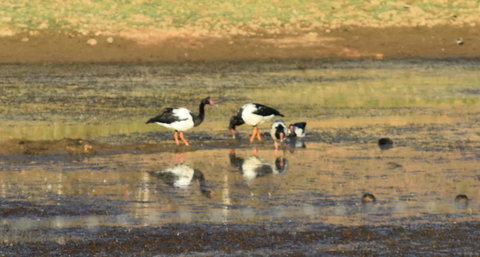 Ironbark House - eAccommodation 34