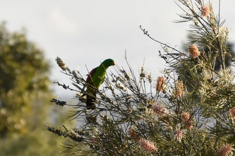 Ironbark House - eAccommodation 29