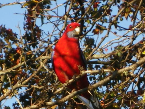 Yasuragi Cabins - eAccommodation 3