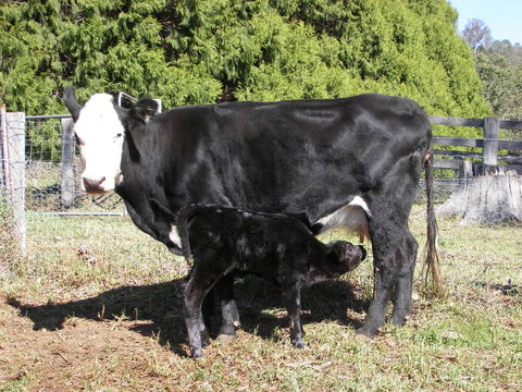 Yasuragi Cabins - eAccommodation 2