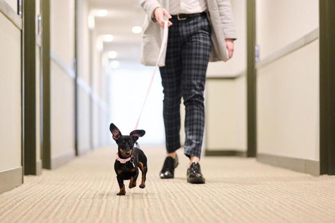 Abode Phillip - eAccommodation 4