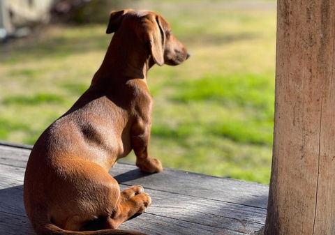 Art Shack @ Wilgabah - eAccommodation 0