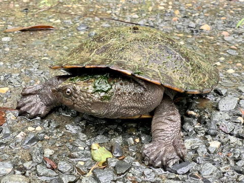 Austinville Hinterland Chalet - eAccommodation 3