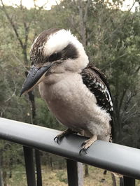 Book Tallebudgera Accommodation Vacations eAccommodation eAccommodation