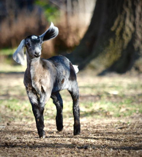 Alexandra Farmstay - eAccommodation 3