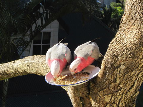 Avoca Breezes - eAccommodation 2