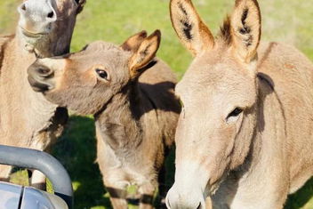 Sandalwood Downs Fabulous Farm Stay TOODYAY with eAccommodation