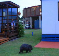 BIG4 Kelso Sands Holiday  Native Wildlife Park - eAccommodation