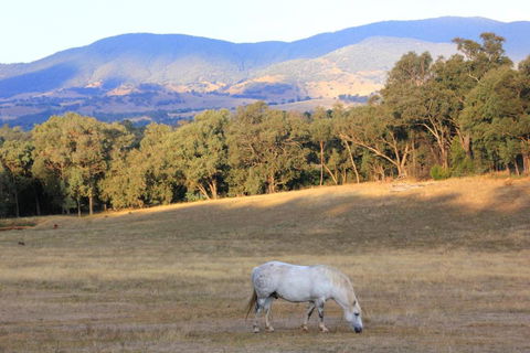 Yackandandah Farm Homestead - eAccommodation 0