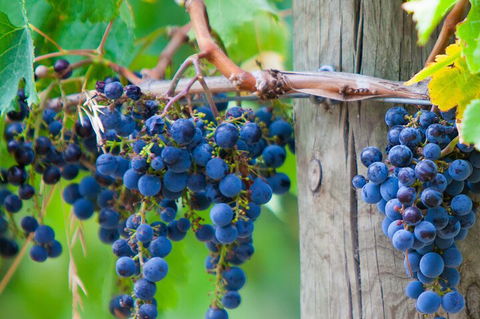 Mornington Peninsula Tour Inc Chairlift,beach Boxes,lunch,choc Tasting And More - eAccommodation 4