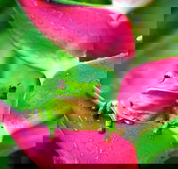 3-Day Best of Cairns Combo The Daintree Rainforest Great Barrier Reef and Kuranda - eAccommodation