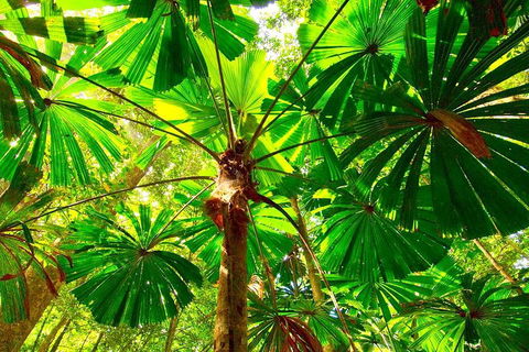 Private Daintree National Park Day Tour From Cairns Including Cape Tribulation And Mossman Gorge - eAccommodation 3