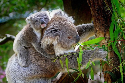 Private Two Day Great Ocean Road Tour - eAccommodation 2
