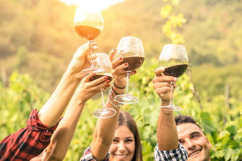 McLaren Vale Luxury Wine Tour - eAccommodation 2