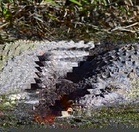 Full Day Tour in the Daintree - eAccommodation