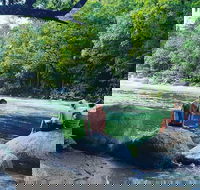 Afternoon Half-Day Daintree Rainforest and River Tour - eAccommodation