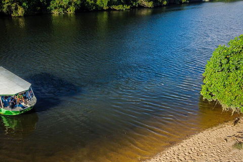 Afternoon Half-Day Daintree Rainforest And River Tour - eAccommodation 3