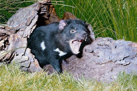 Private Blue Mountains Tour With Kangaroo And Koala Experience - eAccommodation 0