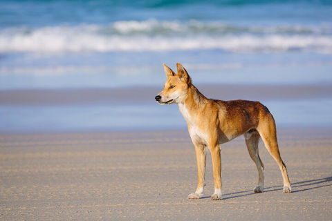 Fraser Island 4WD Tour From Noosa - eAccommodation 5