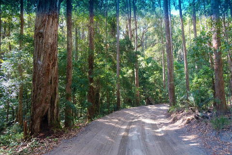 Fraser Island 4WD Tour From Rainbow Beach - eAccommodation 4