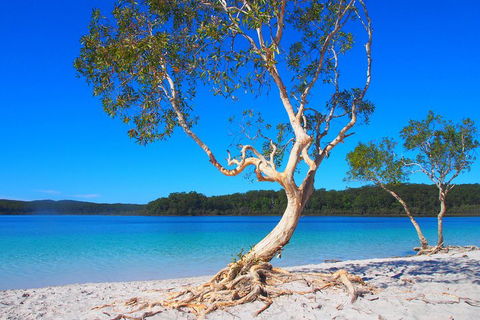 Fraser Island 4WD Tour From Rainbow Beach - eAccommodation 5