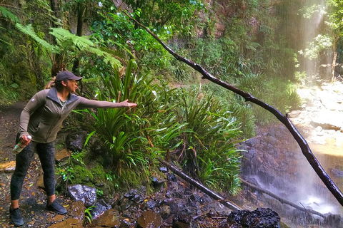 Rainforest & Waterfalls Extravaganza - eAccommodation 4