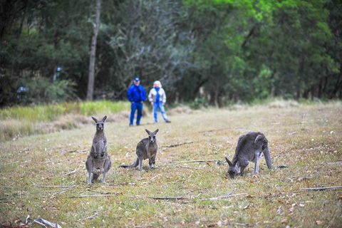 Private Blue Mountains And Winery Day-Trip From Sydney - eAccommodation 5