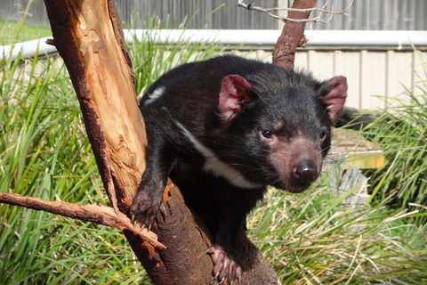 Tasmania 6 Day 'Tour In Circle' - eAccommodation 1