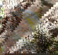 Byron Bay Combo Hinterland Tour Including Minyon Falls and Kayaking with Dolphins - eAccommodation